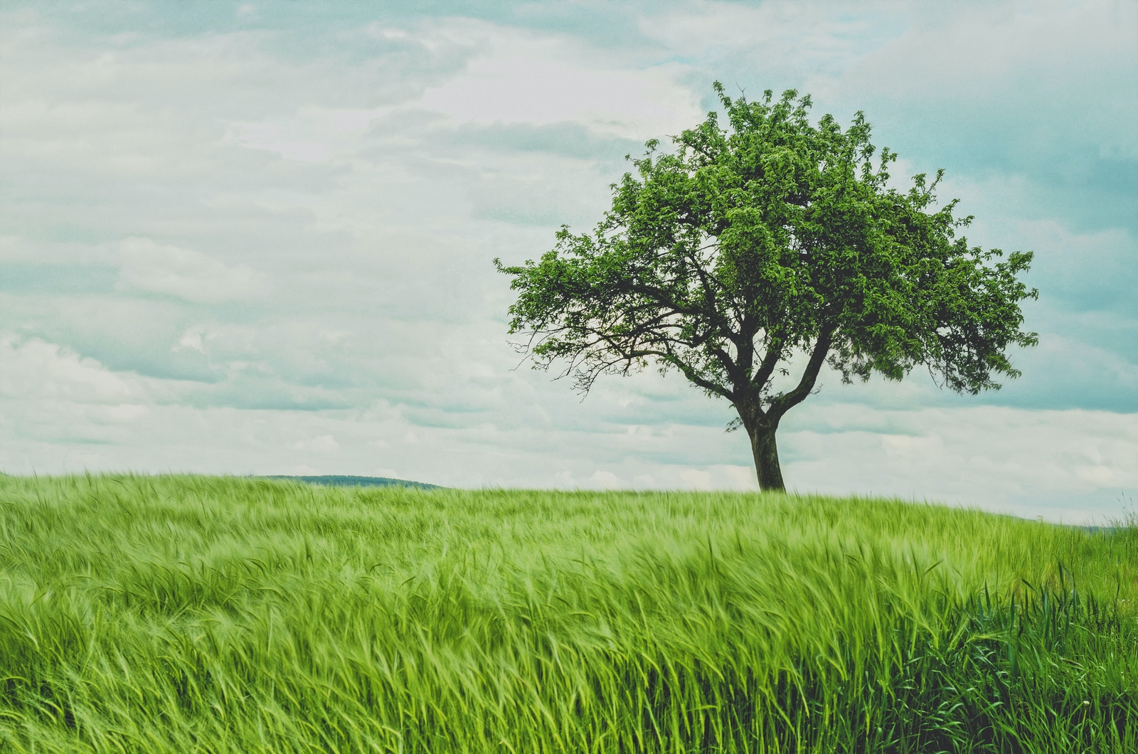 green tree on grassland during daytime
